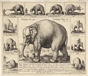 Der zahme Elefant